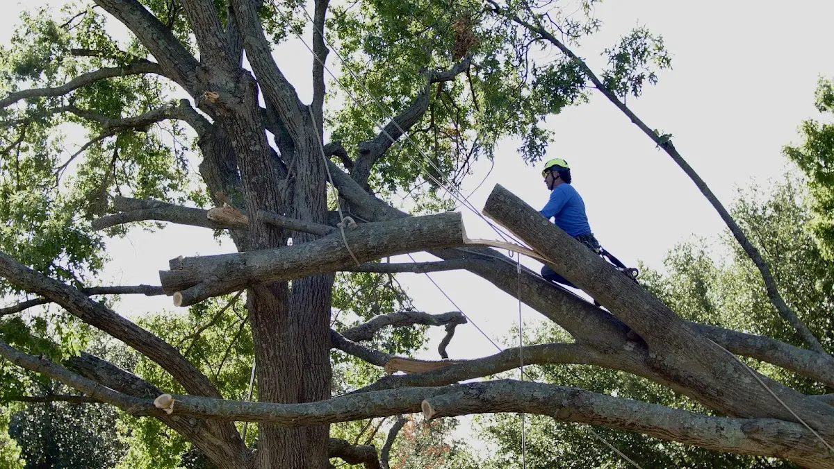 Professional Crown Thinning performed by certified arborists in East Troy