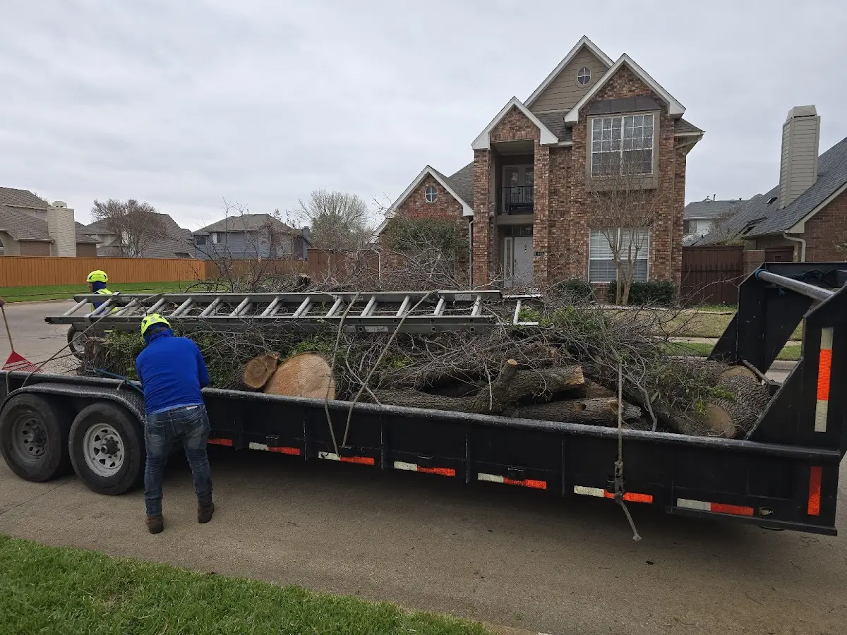 Expert Deadwooding with proper safety equipment in East Troy